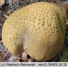 Caloboletus calopus (gorzkoborowik żółtopory)