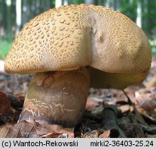 Caloboletus calopus (gorzkoborowik żółtopory)