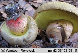 Caloboletus calopus (gorzkoborowik żółtopory)