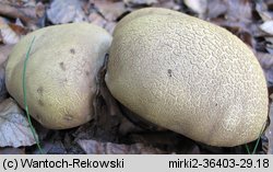 Caloboletus calopus (gorzkoborowik żółtopory)