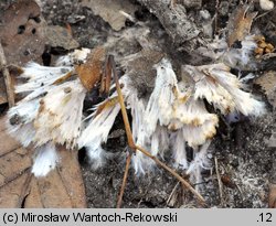 Thelephora penicillata (chropiatka pędzelkowata)