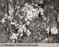 Thelephora penicillata (chropiatka pędzelkowata)