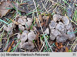 Tricholoma populinum (gąska topolowa)