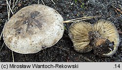 Tricholoma populinum (gąska topolowa)