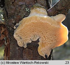 Diplomitoporus flavescens (wrośniaczek sosnowy)