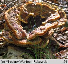 Phaeolus schweinitzii (murszak rdzawy)