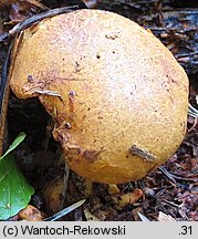 Buchwaldoboletus lignicola (złociec czerwonawy)