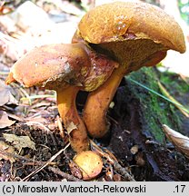 Buchwaldoboletus lignicola (złociec czerwonawy)