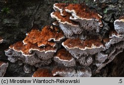 Mensularia nodulosa (błyskoporek guzkowaty)