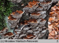 Mensularia nodulosa (błyskoporek guzkowaty)