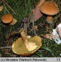 Suillus cavipes (maślak dęty)