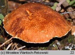 Suillus cavipes (maślak dęty)