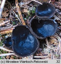 Pseudoplectania nigrella (czareczka czarniutka)