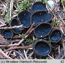 Pseudoplectania nigrella (czareczka czarniutka)