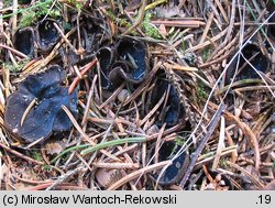 Pseudoplectania nigrella (czareczka czarniutka)