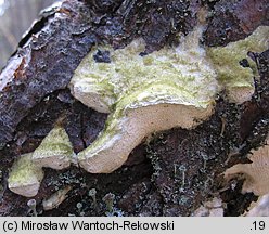 Diplomitoporus flavescens (wrośniaczek sosnowy)