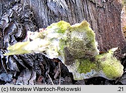 Diplomitoporus flavescens (wrośniaczek sosnowy)