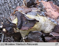 Diplomitoporus flavescens (wrośniaczek sosnowy)