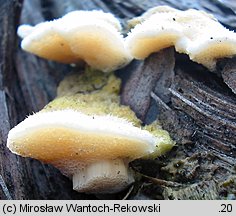 Diplomitoporus flavescens (wrośniaczek sosnowy)