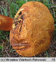 Buchwaldoboletus lignicola (złociec czerwonawy)