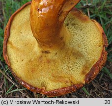 Buchwaldoboletus lignicola (złociec czerwonawy)