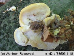 Antrodiella serpula (jamkóweczka żółtawa)