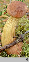 Aureoboletus projectellus (złotoborowik wysmukły)