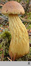 Aureoboletus projectellus (złotoborowik wysmukły)