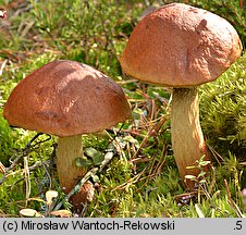 Aureoboletus projectellus (złotoborowik wysmukły)