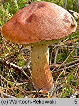 Aureoboletus projectellus (złotoborowik wysmukły)