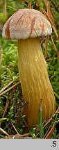 Aureoboletus projectellus (złotoborowik wysmukły)