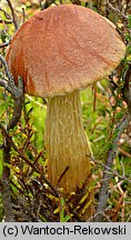 Aureoboletus projectellus (złotoborowik wysmukły)