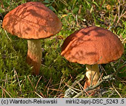 Aureoboletus projectellus (złotoborowik wysmukły)