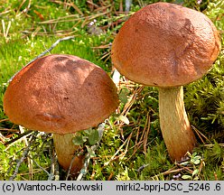 Aureoboletus projectellus (złotoborowik wysmukły)