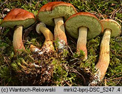 Aureoboletus projectellus (złotoborowik wysmukły)