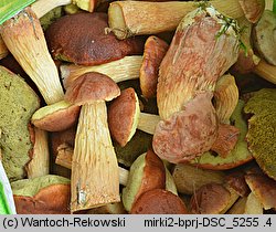 Aureoboletus projectellus (złotoborowik wysmukły)