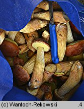 Aureoboletus projectellus (złotoborowik wysmukły)