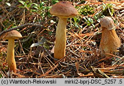 Aureoboletus projectellus (złotoborowik wysmukły)