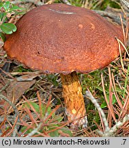 Aureoboletus projectellus (złotoborowik wysmukły)