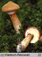 Suillus cavipes (maślak dęty)