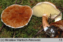 Suillus cavipes (maślak dęty)