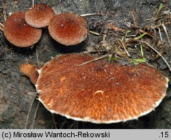 Suillus cavipes (maślak dęty)