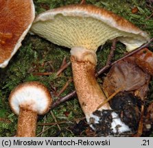 Suillus cavipes (maślak dęty)