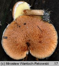 Suillus cavipes (maślak dęty)