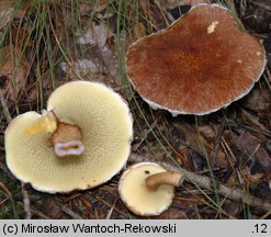 Suillus cavipes (maślak dęty)