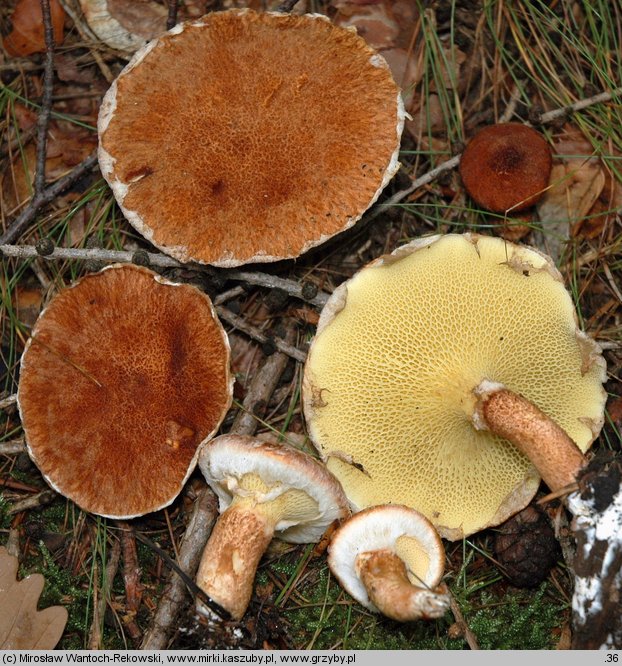 Suillus cavipes (maślak dęty)