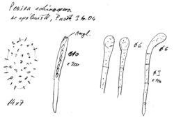 Peziza echinospora (kustrzebka szorstkozarodnikowa)