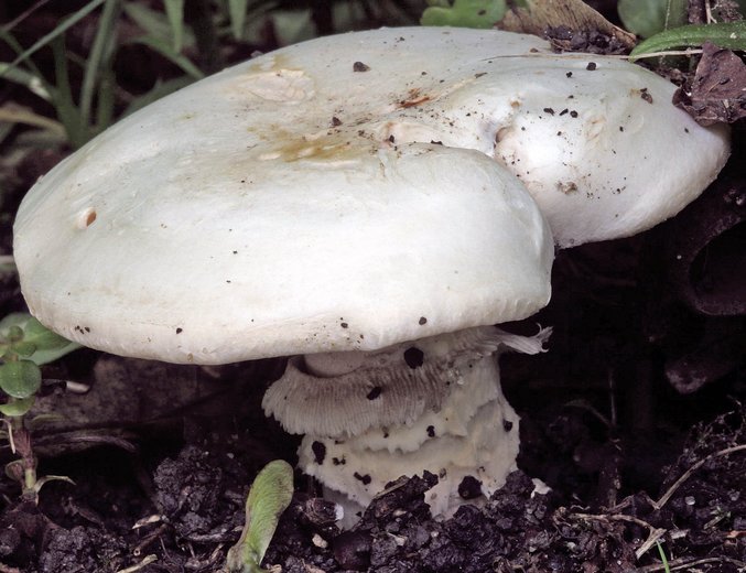 Agaricus bernardii