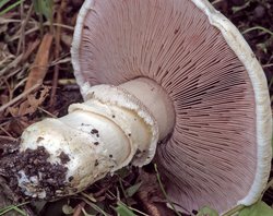 Agaricus bernardii