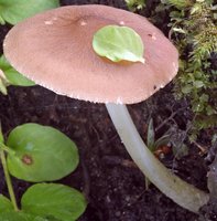 Pluteus phlebophorus (drobnołuszczak pomarszczony)